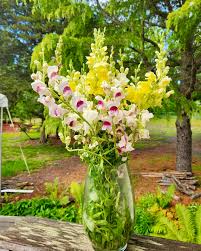 Image result for Antirrhinum majus maximum