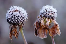 Attēlu rezultāti vaicājumam “Frost Flowers”