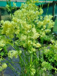 Attēlu rezultāti vaicājumam “Thalictrum lucidum”