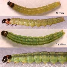 Attēlu rezultāti vaicājumam “Agonopterix ciliella”