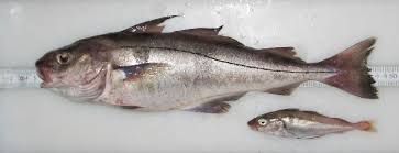 Image result for Arctogadus glacialis