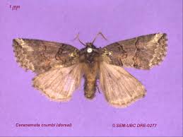 Attēlu rezultāti vaicājumam “Drepanidae”