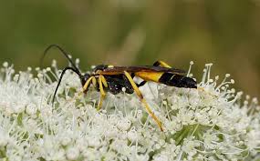 Attēlu rezultāti vaicājumam “Diphyus latebricola”