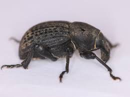 Attēlu rezultāti vaicājumam “Rhynchaenus lonicerae”