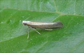 Attēlu rezultāti vaicājumam “Argyresthiidae”