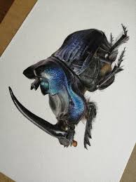 Attēlu rezultāti vaicājumam “Thecabius affinis imago”