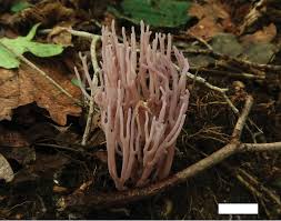 Attēlu rezultāti vaicājumam “Clavaria sphagnicola”