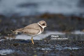 Attēlu rezultāti vaicājumam “Charadrius hiaticula”