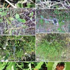 Attēlu rezultāti vaicājumam “Euphydrias aurinia upperside”