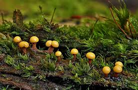 Attēlu rezultāti vaicājumam “Diderma tigrinum young”