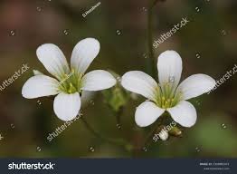 Attēlu rezultāti vaicājumam “Saxifraga granulata flower”