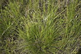 Attēlu rezultāti vaicājumam “Carex diandra leaf”