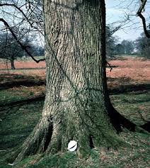 Attēlu rezultāti vaicājumam “Tilia platyphyllos subsp. cordifolia”
