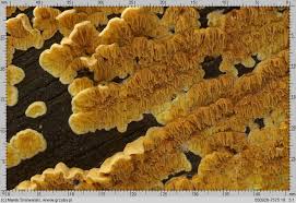 Attēlu rezultāti vaicājumam “Pseudomerulius aureus”