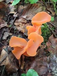 Attēlu rezultāti vaicājumam “Tremiscus helvelloides”