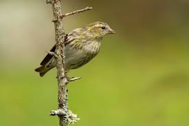 Attēlu rezultāti vaicājumam “Carduelis spinus female”
