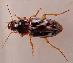 Attēlu rezultāti vaicājumam “Harpalus sp.”