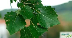 Attēlu rezultāti vaicājumam “Populus x canescens”