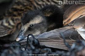 Attēlu rezultāti vaicājumam “Somateria mollissima juvenile”