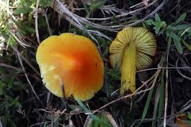 Attēlu rezultāti vaicājumam “Hygrocybe acutoconica”