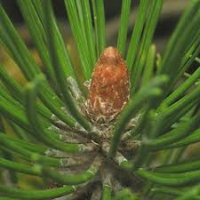 Attēlu rezultāti vaicājumam “Pinus mugo fruit”