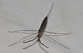 Attēlu rezultāti vaicājumam “Nepa cinerea nymph”