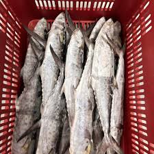 Image result for Scomberomorus maculatus