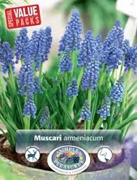 Attēlu rezultāti vaicājumam “Muscari armeniacum”