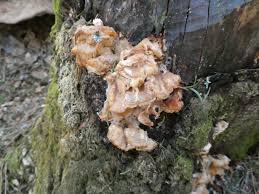 Attēlu rezultāti vaicājumam “Antrodia pulvinascens”