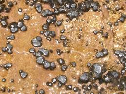 Attēlu rezultāti vaicājumam “Nostoc pruniforme”