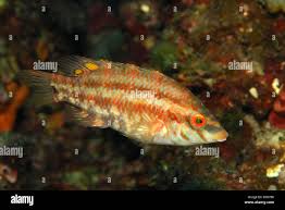 Image result for Symphodus bailloni