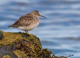 Attēlu rezultāti vaicājumam “Calidris maritima”