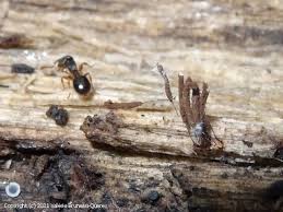 Attēlu rezultāti vaicājumam “Stemonitis pallida var. rubescens macro”