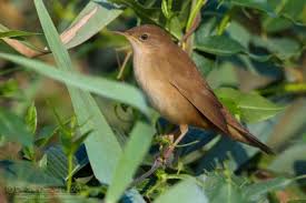 Image result for Locustella luscinioides