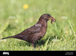 Attēlu rezultāti vaicājumam “Turdus merula female”
