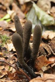 Attēlu rezultāti vaicājumam “Xylaria longipes”