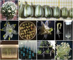 Attēlu rezultāti vaicājumam “Allium cepa bud”
