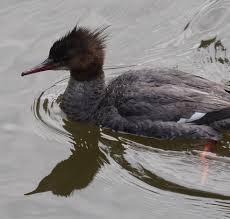 Attēlu rezultāti vaicājumam “Mergus merganser juvenile”