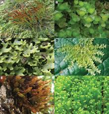 Attēlu rezultāti vaicājumam “Cephalozia loitlesbergeri”