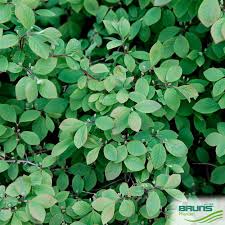 Attēlu rezultāti vaicājumam “Lonicera xylosteum leaf”