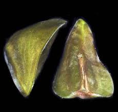 Attēlu rezultāti vaicājumam “Cribraria oregana stalked”