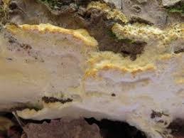 Attēlu rezultāti vaicājumam “Oxyporus corticola”