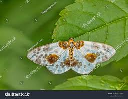 Attēlu rezultāti vaicājumam “Abraxas sylvata”