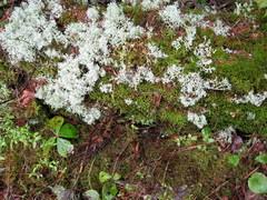 Attēlu rezultāti vaicājumam “Cladonia mitis”