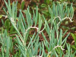 Attēlu rezultāti vaicājumam “Andromeda polifolia leaf”