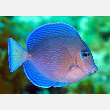 Image result for Acanthurus coeruleus