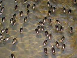 Attēlu rezultāti vaicājumam “Gyrinidae”