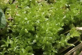 Attēlu rezultāti vaicājumam “Plagiomnium elatum”