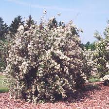 Attēlu rezultāti vaicājumam “Philadelphus lemoinei flower”