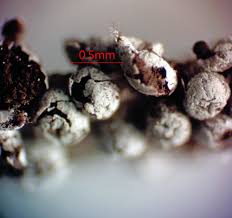 Attēlu rezultāti vaicājumam “Diderma ochraceum young”